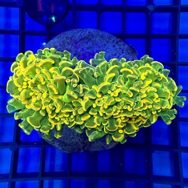 Ultra Hammer Coral