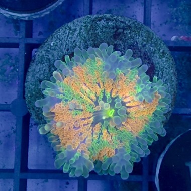 Ultra Rainbow Ricordea Mushroom 