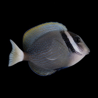White Bar Tang