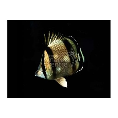 Bandit Butterflyfish