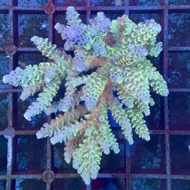 Oz Acropora Colony