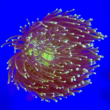 Long Tentacle Plate Coral