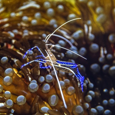 Blue Crystal Shrimp