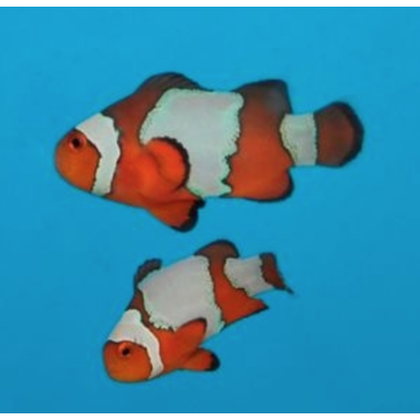 Snowflake Clownfish