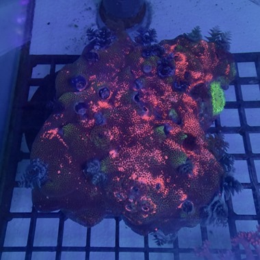 Giant OZ Christmas Tree Worm on Porites