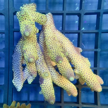 Oz Acropora Colony