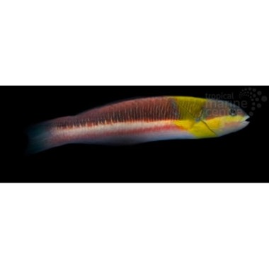 Paddlefin Banana Wrasse