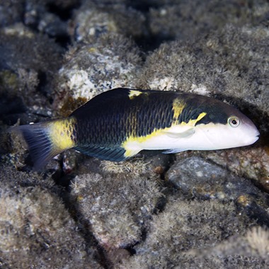  Jensen's Banana Wrasse