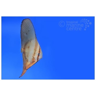 Round Batfish