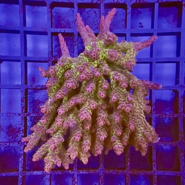 Pink Blush Acro Colony