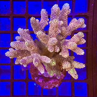 Acropora Colony