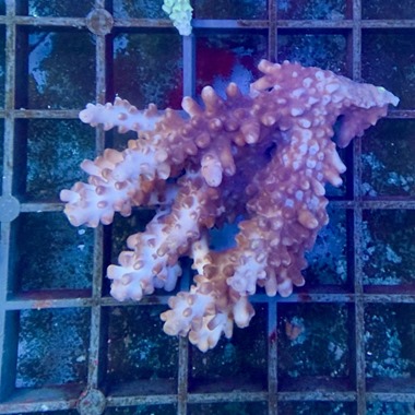 Oz Acropora Colony