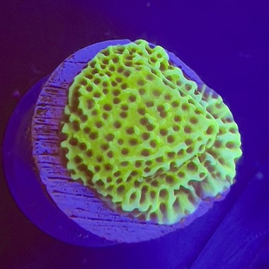 Green Spongodes Monti Frag