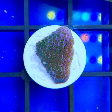 Blue Haze Monti Frag