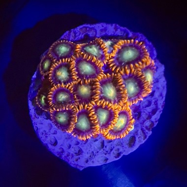 Flaming Sun Zoa Frags