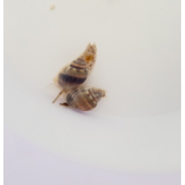 Super Nassarius Snail