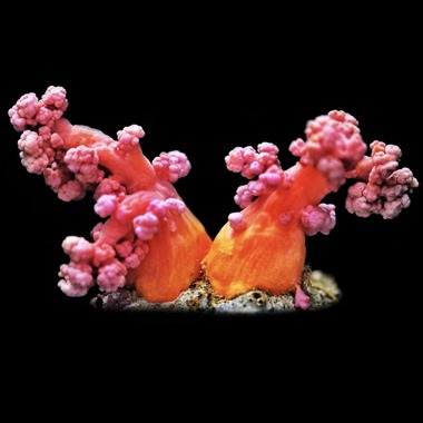 Cauliflower Coral