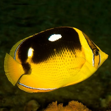 Four Spot Butterflyfish