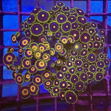 Enfys Zoa Colony