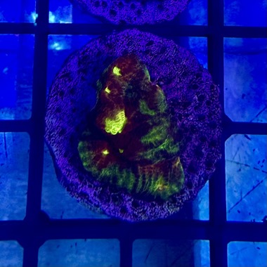 Red Green Chalice Frag