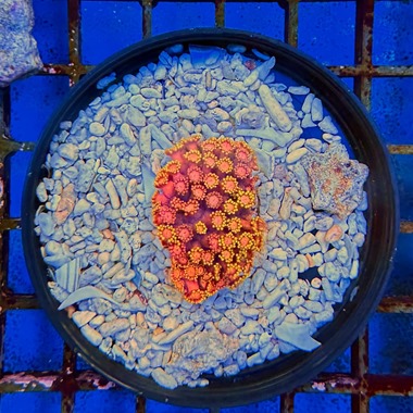 Golden Inferno Goniopora