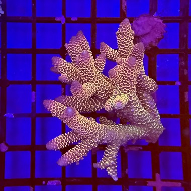 Oz Acropora Colony