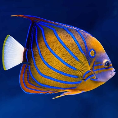 Blue Ring Angel Fish