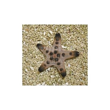 Chocolate Chip Starfish