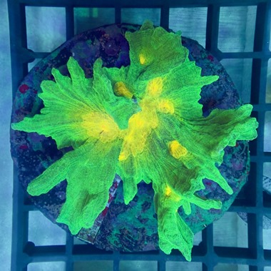 Space Invaders Lettuce Coral