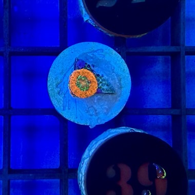 Tank Bred Trachyphyllia