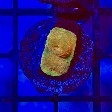 Tigers Eye Chalice Frag