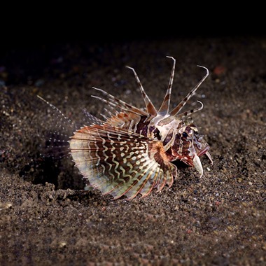 Black Foot Lionfish