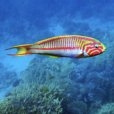 Klunzinger's Banana Wrasse