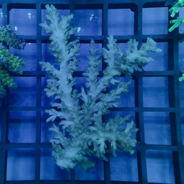 Oz Acropora Colony