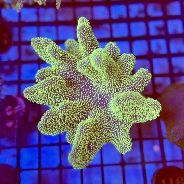 Ultra Green Toadstool