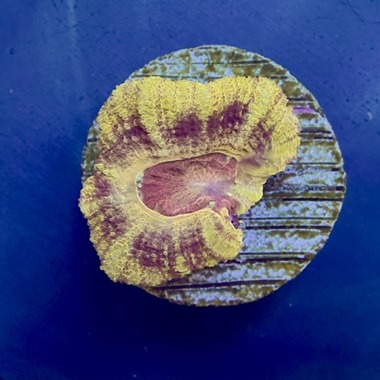 Iron Man Acan Frags