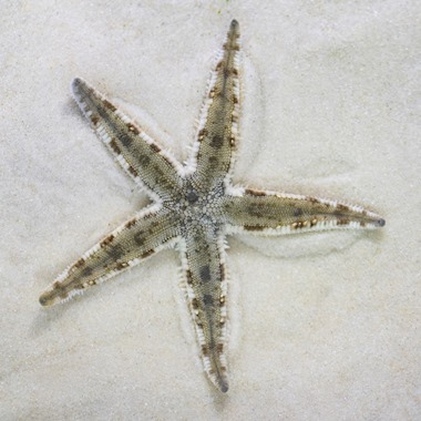Sand Sifting Starfish