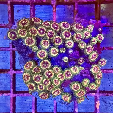 Enfys Zoa Colony