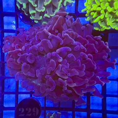 Black Gold Hammer Coral