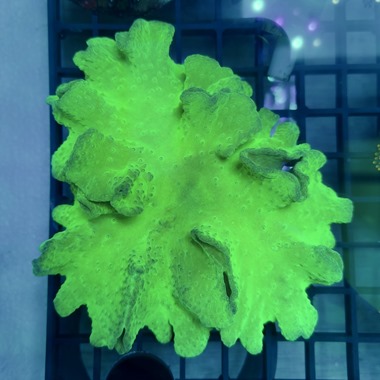 Green Cabbage Coral XL