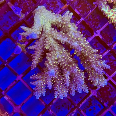 Oz Acropora Colony