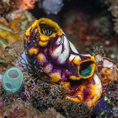 Sea Squirt
