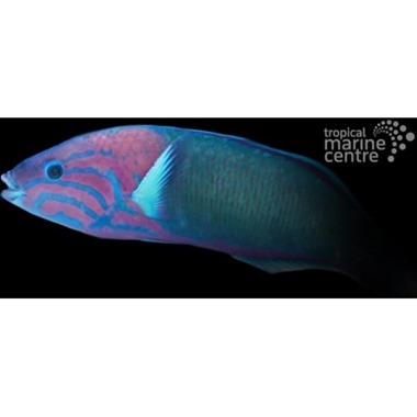 Pink Lyretail Banana Wrasse