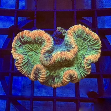 Rainbow Trachyphyllia