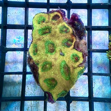 Green Eye Favia Colony