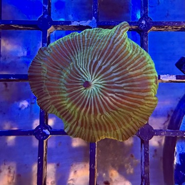 Watermelon Mushroom Polyp