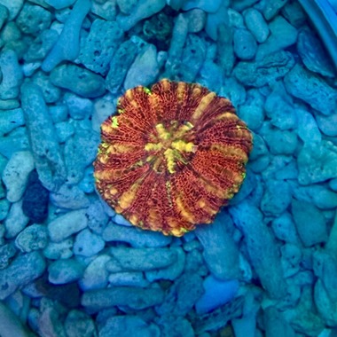 Mini Red Scoly Coral