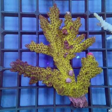 Oz Acropora Colony