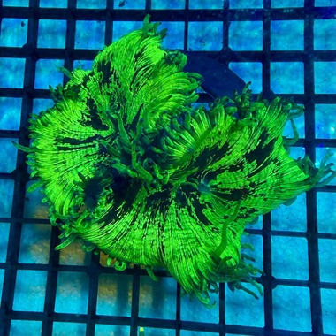 Green Scar Catalaphyllia