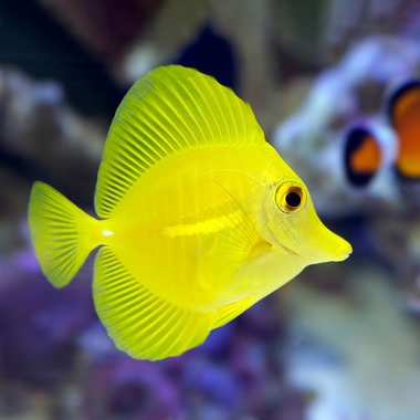 Yellow Sailfin Tang